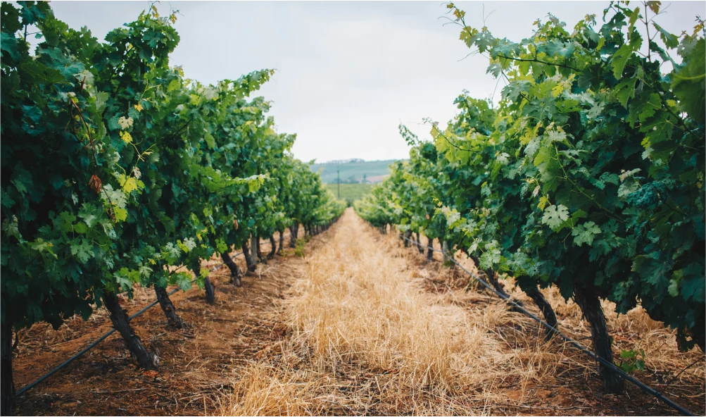 Vineyards and Orchards Pivot Monitoring with GSM Commander